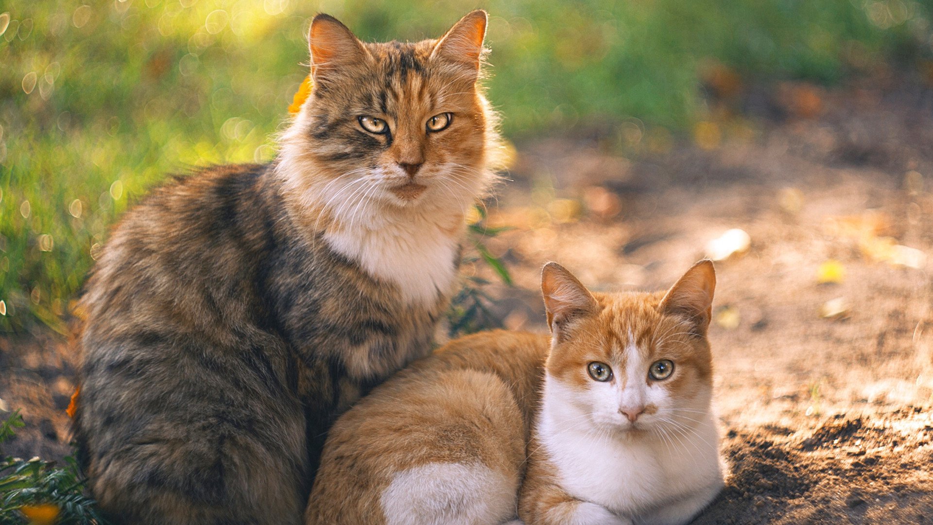 从困境中崛起：逆风翻盘的WRC奇迹瞬间